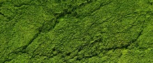 Green Moss On Old Cracked Surface Background. Wall Densely Overgrown With 3d Render Microplants. View From Higher Altitude Of Wooded Tropical Jungle