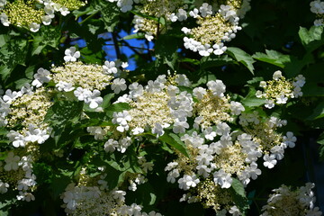 Wall Mural - flowering branches of red viburnum (latin viburnum oculus). large white inflorescences. viburnum blo