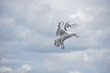 Mewa ptak niebo larum mergos sky oiseau mouette seagull
