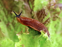 Spanish Slug, Arion Vulgaris, In The Garden On A Lettuce Leaf, Snail Plague In The Vegetable Patch, The Enemy Of Every Hobby Gardener