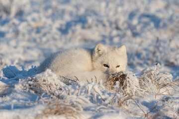 Wall Mural - wild arctic fox in tundra. arctic fox lying. sleeping in tundra.