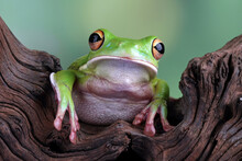 White Lipped Tree Frog, Green Tree Frogs