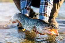 Fisherman Holding Big Pike Fish Above Water. Catch And Release Fishing
