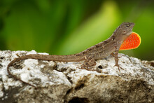 Brown Anole - Anolis Sagrei Also Cuban Brown Or De La Sagra Anole, Lizard In Dactyloidae, Native To Cuba And Bahamas, Widely Introduced In Florida, Hawaii, Caribbean Islands, Mexico, Taiwan