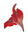 single isolated bloom dark red gladiolus flower