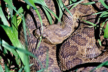 Besides The Rattles On Their Tails, Rattlesnakes Can Be Identified By Their Triangular Shaped Heads And Protruding Eyes