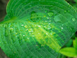 Ogród po deszczu. Duże, mięsiste liście rośliny ozdobnej funkia hosta są mokre, są pokryte są dużymi kroplami wody.