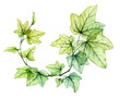 Watercolor transparent leaves in round wreath composition. English ivy plant. Fresh grape foliage isolated on white. Realistic detailed botanical illustration