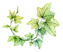 Watercolor Transparent Leaves In Round Wreath Composition. English Ivy Plant. Fresh Grape Foliage Isolated On White. Realistic Detailed Botanical Illustration