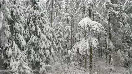 Wall Mural - Flying through a pine forest covered in snow while the snow is still coming down.