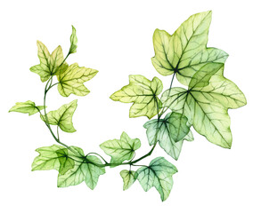 Watercolor transparent leaves in round wreath composition. English ivy plant. Fresh grape foliage isolated on white. Realistic detailed botanical illustration