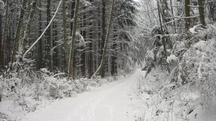 Wall Mural - Flying through a pine forest covered in snow while the snow is still coming down.