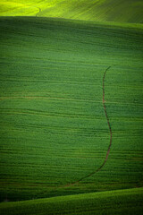 Wall Mural - Typical summer landscape in Tuscany, Italy, Europe	
