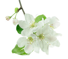 Sprig Of Blossoming Apple Tree Isolated On White Background. Apple Tree In Bloom. Blooming Apple Tree In Spring Time.