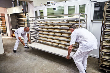 Professional baker in uniform inserts cart with decks for baking raw dough to make bread in an industrial oven in a bakery