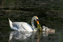 A Swan With Cubs In The Water