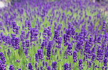 Duftendes Lavendelfeld Im Juni. Nahaufnahme Verläuft In Unschärfe