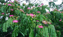 Albizia Julibrissin Flowers Blossom On Tree