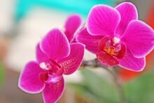 Pink Orchid In The Backyard In Detail