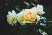 Sunstar Rose By Kordes, Yellow Floribunda Rose Flowers In Evening Garden