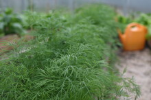 Fresh Green Dill In The Greenhouse