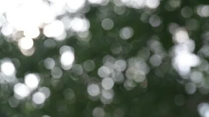 Poster - abstract bokeh background nature green leaf bokeh background