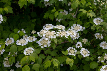 Wall Mural - Hydrangea quercifolia, commonly known as oakleaf hydrangea or oak-leaved hydrangea