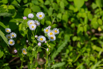 Sticker - flowers in the garden