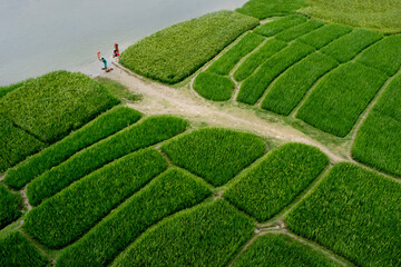 Green paddy/ rice field in Bangladesh