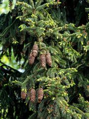 Wall Mural - cones on the branches of a blue spruce
