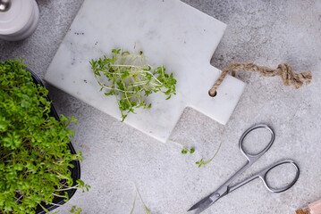 Wall Mural - Microgreens sprouts of watercress salad.