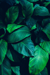 Papier Peint - leaves of Spathiphyllum cannifolium, abstract green texture, nature background, tropical leaf