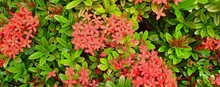 Beautiful Natural Green Leaves And Red Flower Of Santan Flower. Ixora Coccinea Plant. Nature Background Design. Colorful Leaves Background. Plant Concept. Earth Day Concept.