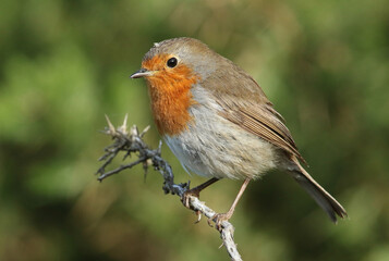 Wall Mural - a beautiful a beautiful robin, erithacus rubecula, perching on a twig.