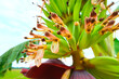 canvas print picture - Banana flower on tree close-up. Tropics. Flora.
