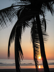 Poster - Costa Rica plage ocean palmier ocean environnement climat soleil planete