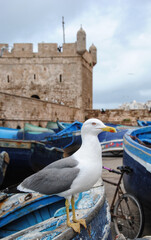 Canvas Print - Maroc Mouette oiseau