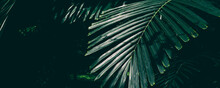 Tropical Palm Leaf In Rainforest