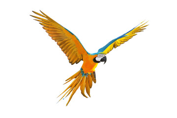 Colorful macaw parrot flying isolated on white.