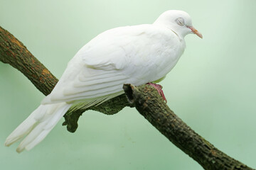 
A white collared-dove was perched on a dry tree branch. This bird has the scientific name Streptopelia bitorquata.