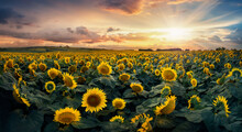 A Sea Of Sunflowers In The Sky