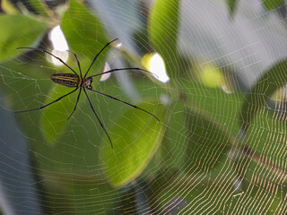 spider on web