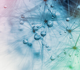 Wall Mural - Water drops on a dandelion in pink, blue and green colors in macro.