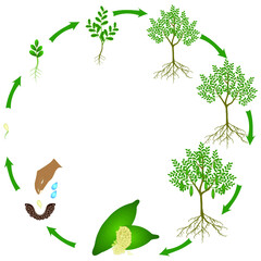 Wall Mural - Life cycle of a finger lime plant on a white background.