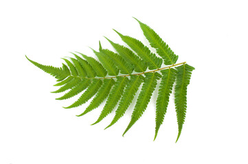 Wall Mural - Fern leaves isolated on white background.