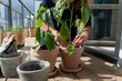 © Alexander - Stockholm, Sweden A woman tends to her potted plants on the balcony in the spring.