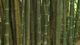 Fototapeta Dziecięca - green bamboo in the forest, nature background.