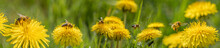 Bees (Apis Mellifera) On A Yellow Dandelion
