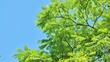 Blue sky and fresh green leaves