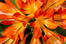 Orange Flowers Of Clivia Miniata In The Garden On A Sunny Day